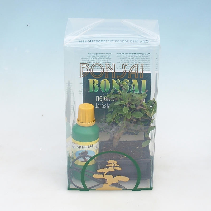 Zimmer Bonsai in einer Geschenkbox