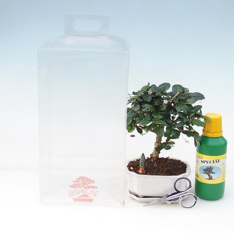 Zimmerbonsai in einer Geschenkbox - Chai-fuki - Carmona microphylla