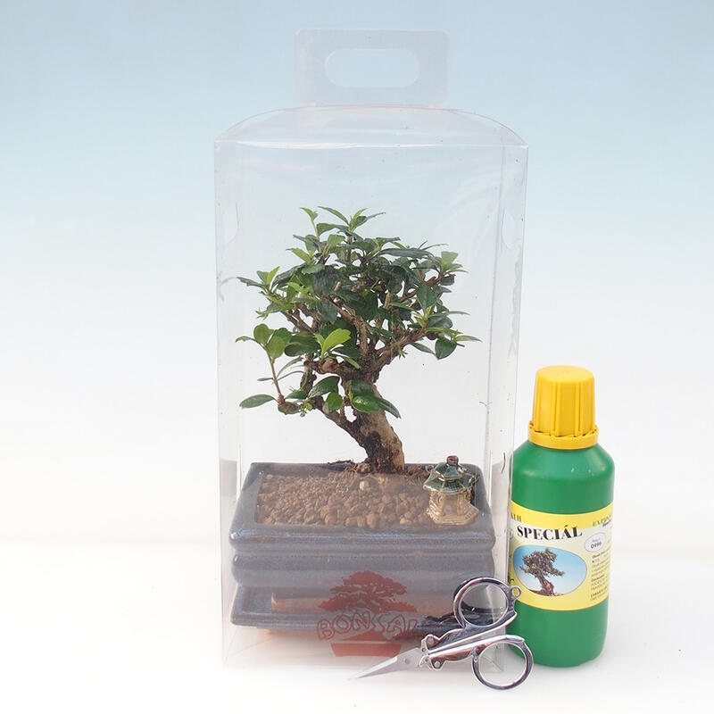 Zimmerbonsai in einer Geschenkbox - Chai-fuki - Carmona microphylla