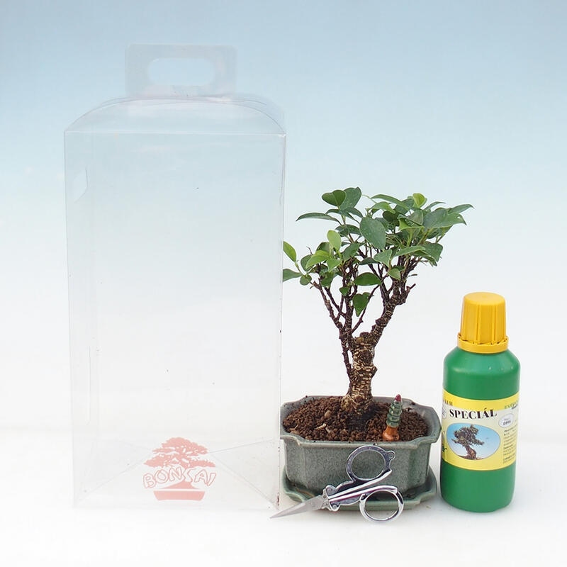 Zimmerbonsai in einer Geschenkbox - Kleinblättriger Ficus - Ficus retusa