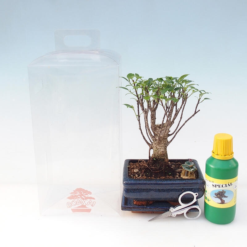 Zimmerbonsai in einer Geschenkbox - Kleinblättriger Ficus - Ficus retusa