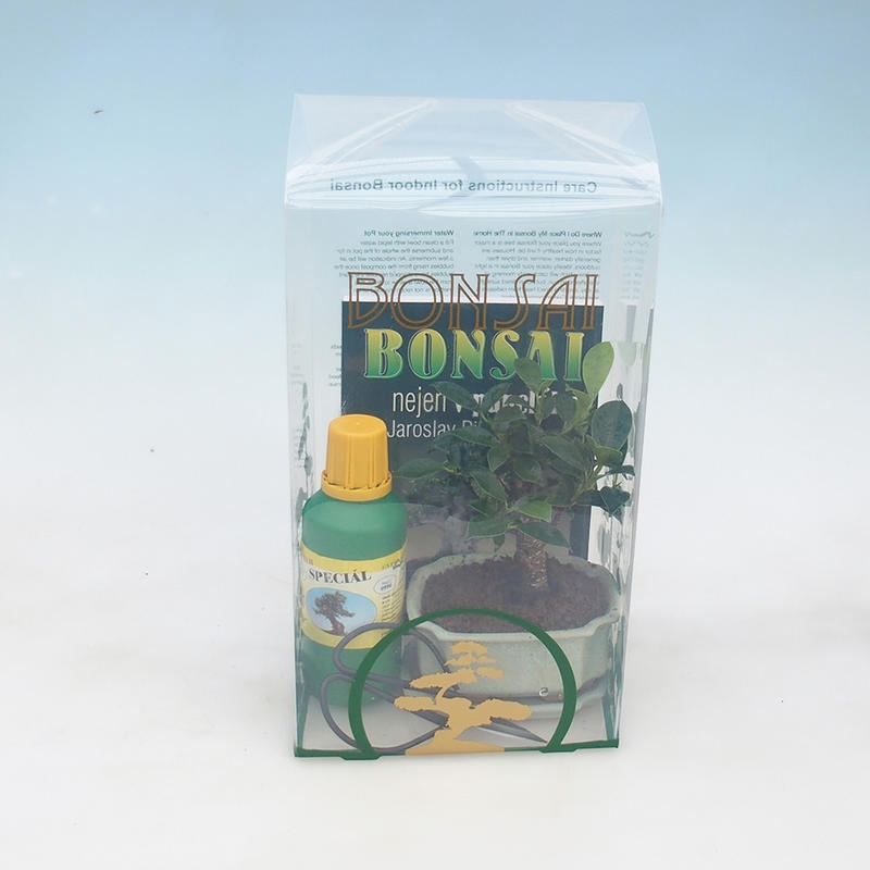 Zimmer Bonsai in einer Geschenkbox