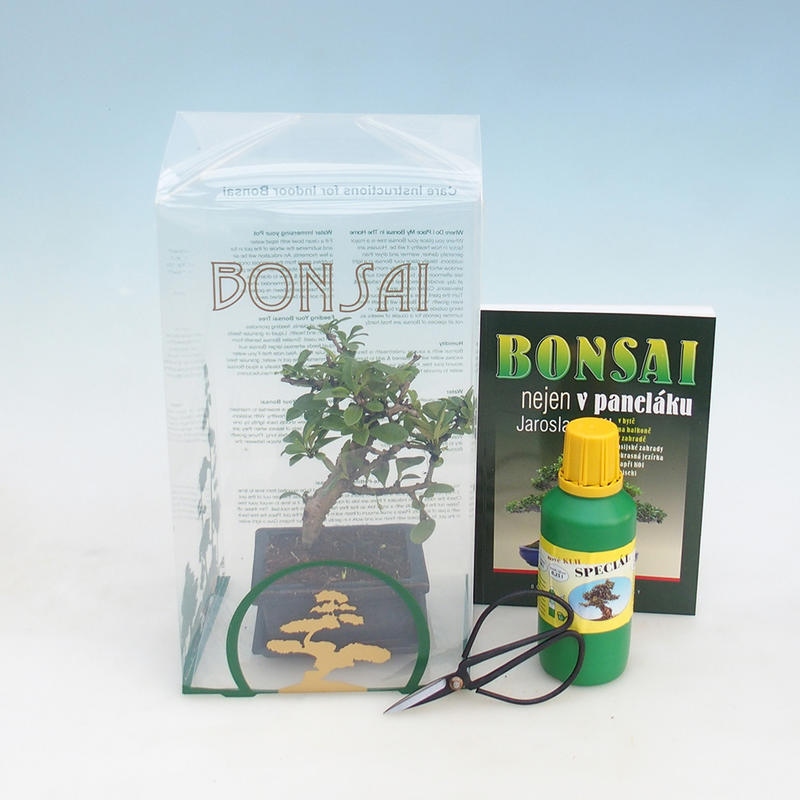 Zimmer Bonsai in einer Geschenkbox