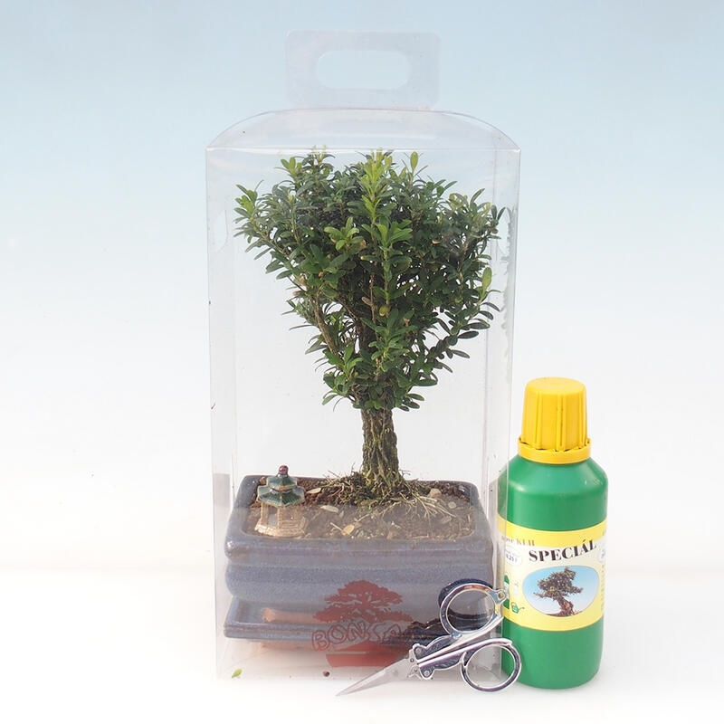 Zimmerbonsai in einer Geschenkbox - Korkbuchsbaum - Buxus harlandii