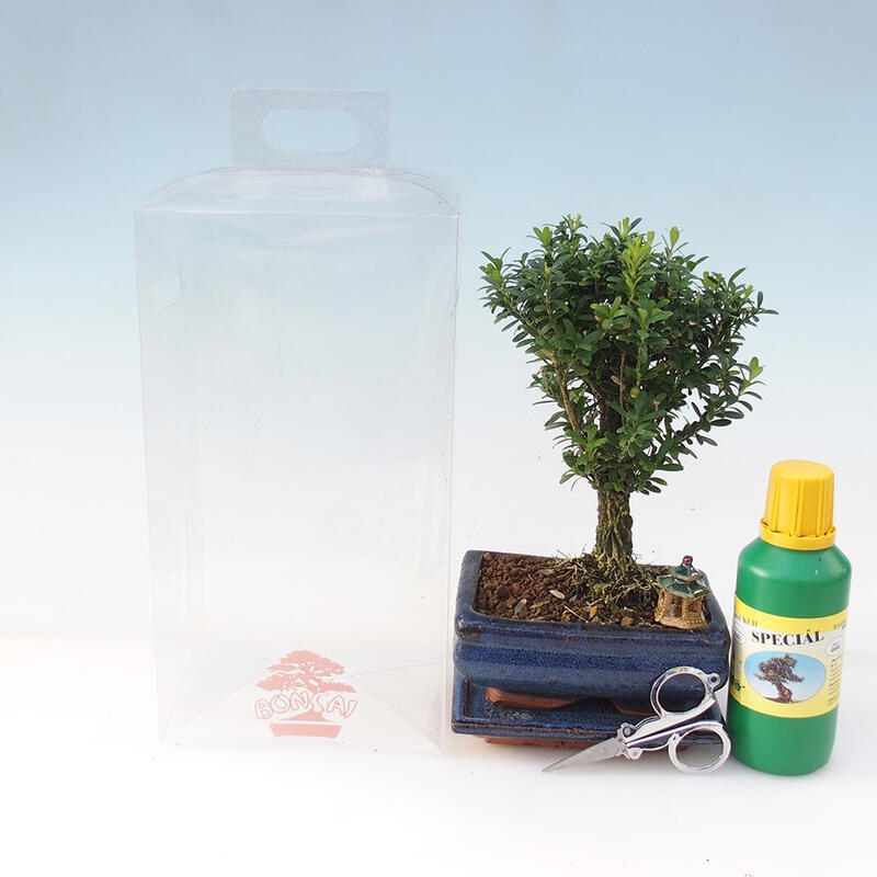 Zimmerbonsai in einer Geschenkbox - Korkbuchsbaum - Buxus harlandii