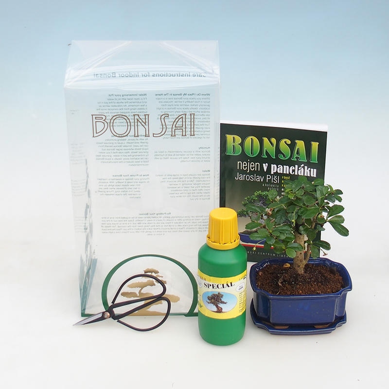 Zimmer Bonsai in einer Geschenkbox