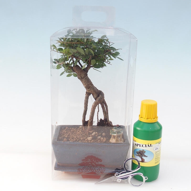 Zimmerbonsai in einer Geschenkbox - Zimmerulme - Ulmus parvifolia