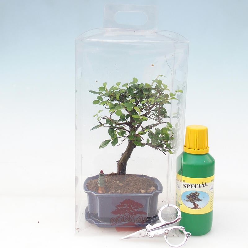 Zimmerbonsai in einer Geschenkbox - Zimmerulme - Ulmus parvifolia