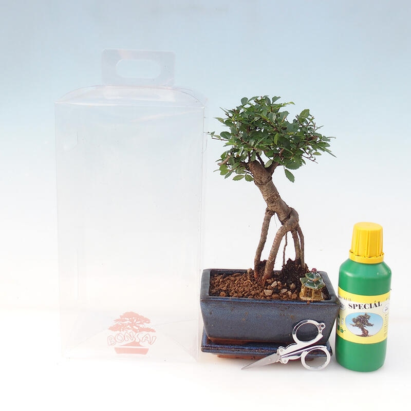 Zimmerbonsai in einer Geschenkbox - Zimmerulme - Ulmus parvifolia