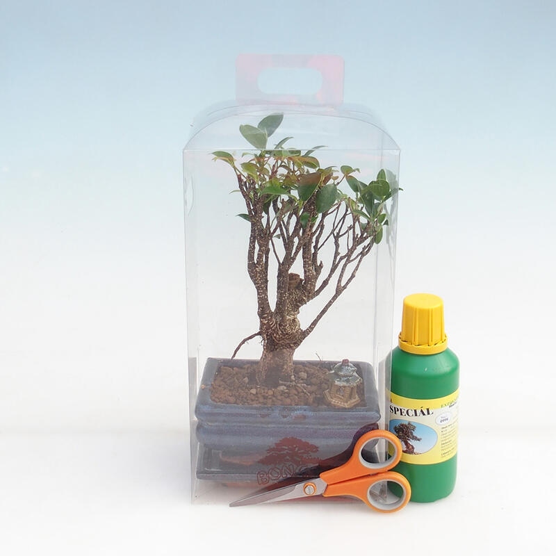 Zimmerbonsai in einer Geschenkbox für Mädchen – Kleinblättriger Ficus – Ficus retusa