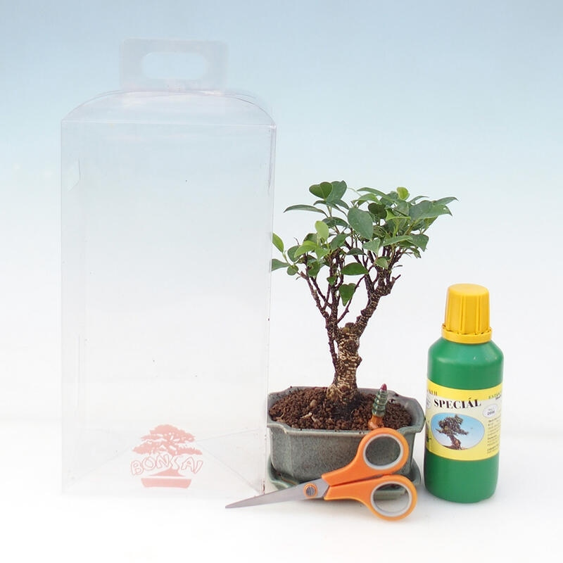 Zimmerbonsai in einer Geschenkbox für Mädchen – Kleinblättriger Ficus – Ficus retusa