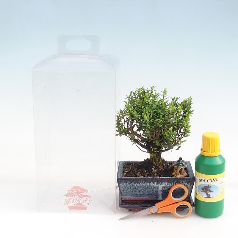 Zimmerbonsai in einer Geschenkbox für Mädchen - Korkbuchsbaum - Buxus harlandii