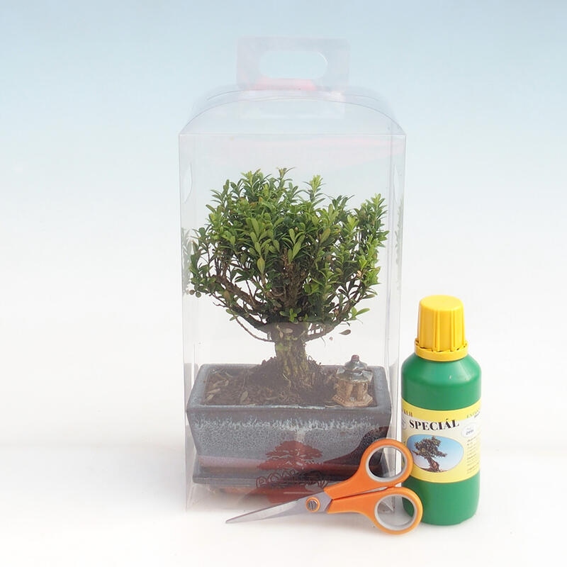 Zimmerbonsai in einer Geschenkbox für Mädchen - Korkbuchsbaum - Buxus harlandii