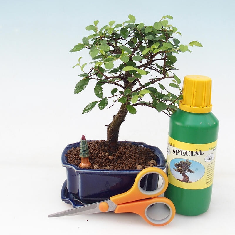 Zimmerbonsai in einer Geschenkbox für Mädchen - Zimmerulme - Ulmus parvifolia