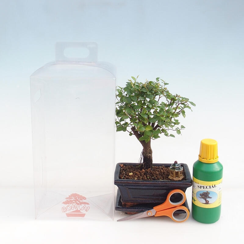 Zimmerbonsai in einer Geschenkbox für Mädchen – Sageretia thea