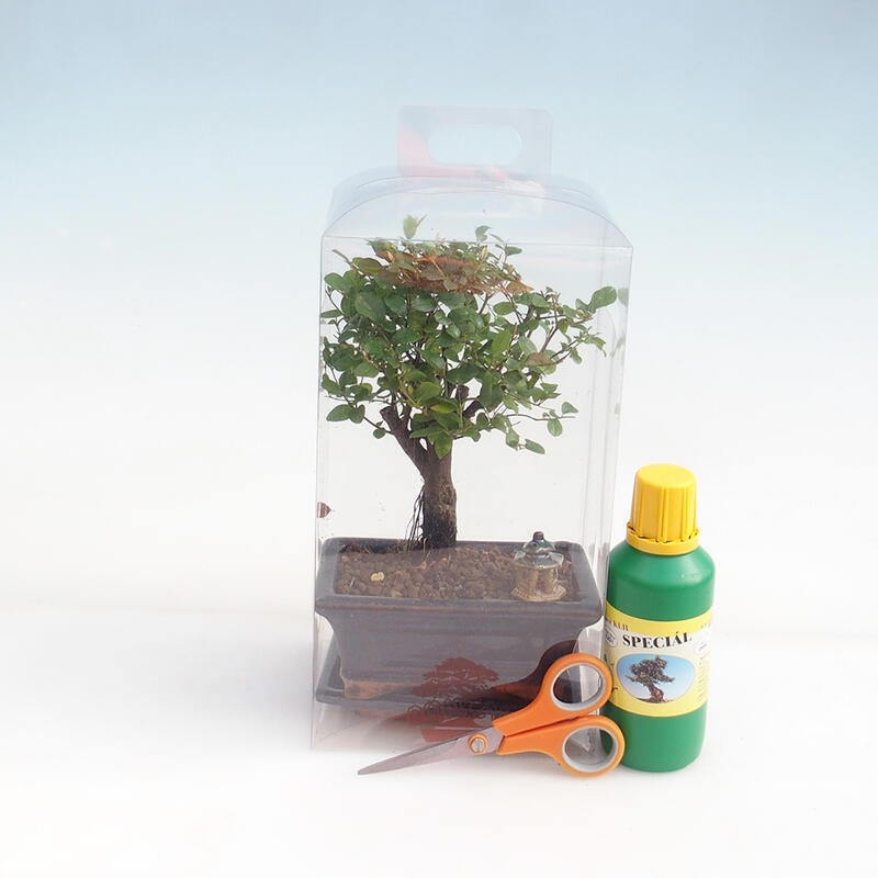 Zimmerbonsai in einer Geschenkbox für Mädchen – Sageretia thea