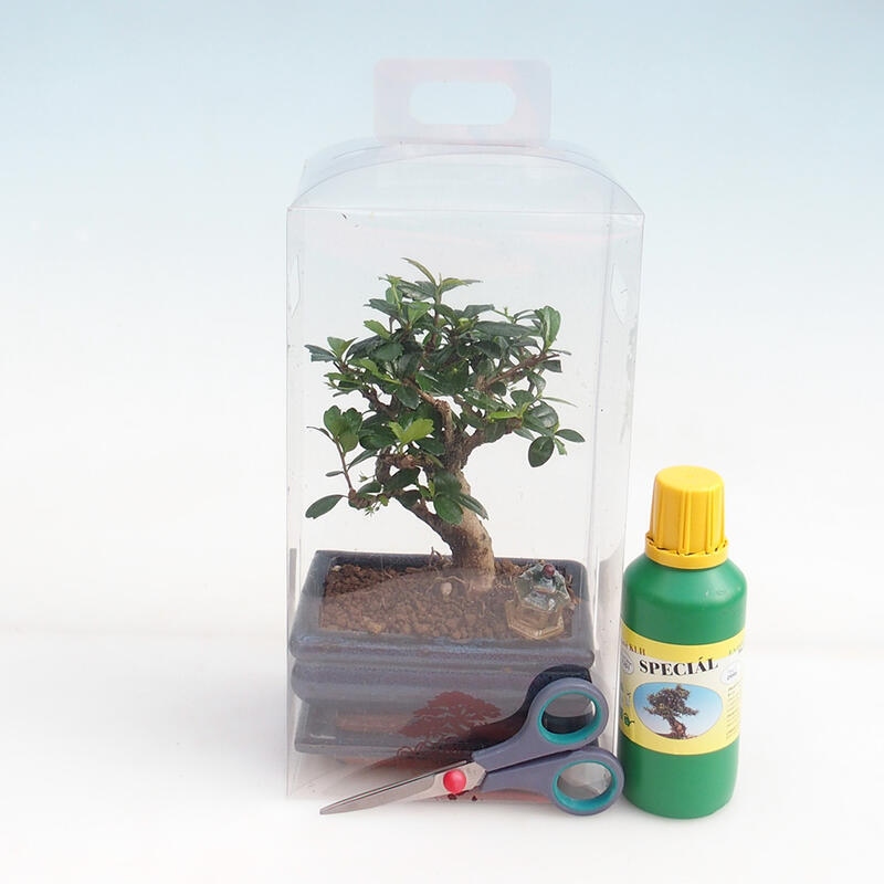 Zimmerbonsai in einer Geschenkbox für Jungen – Chai-fuki – Carmona microphylla