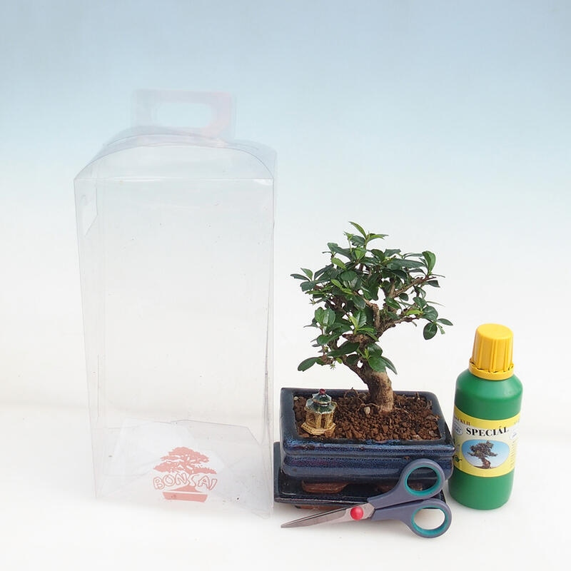 Zimmerbonsai in einer Geschenkbox für Jungen – Chai-fuki – Carmona microphylla