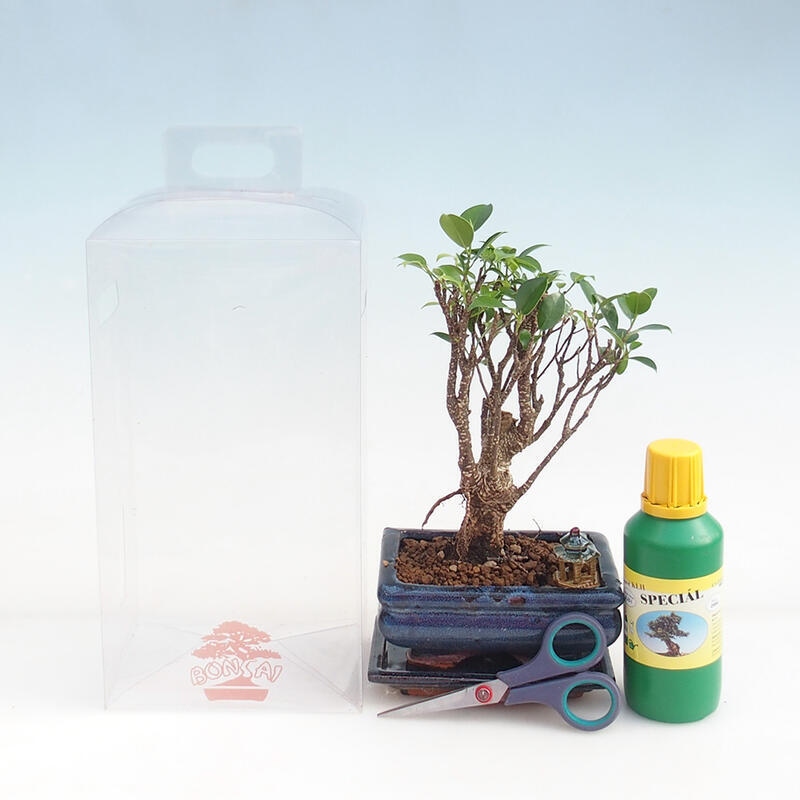 Zimmerbonsai in einer Geschenkbox für Jungen – Kleinblättriger Ficus – Ficus retusa