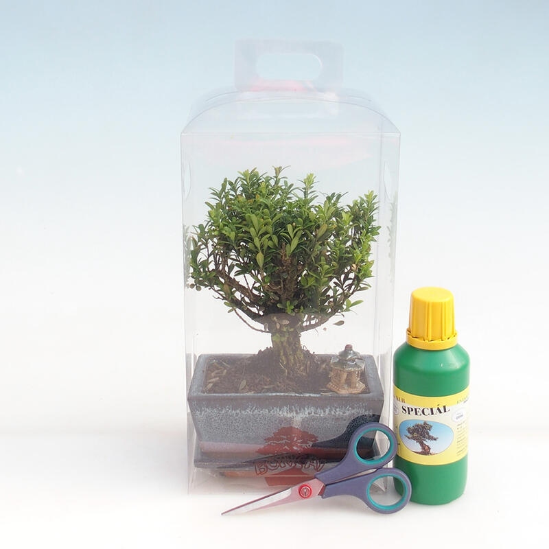 Zimmerbonsai in einer Geschenkbox für Jungen – Korkbuchsbaum – Buxus harlandii