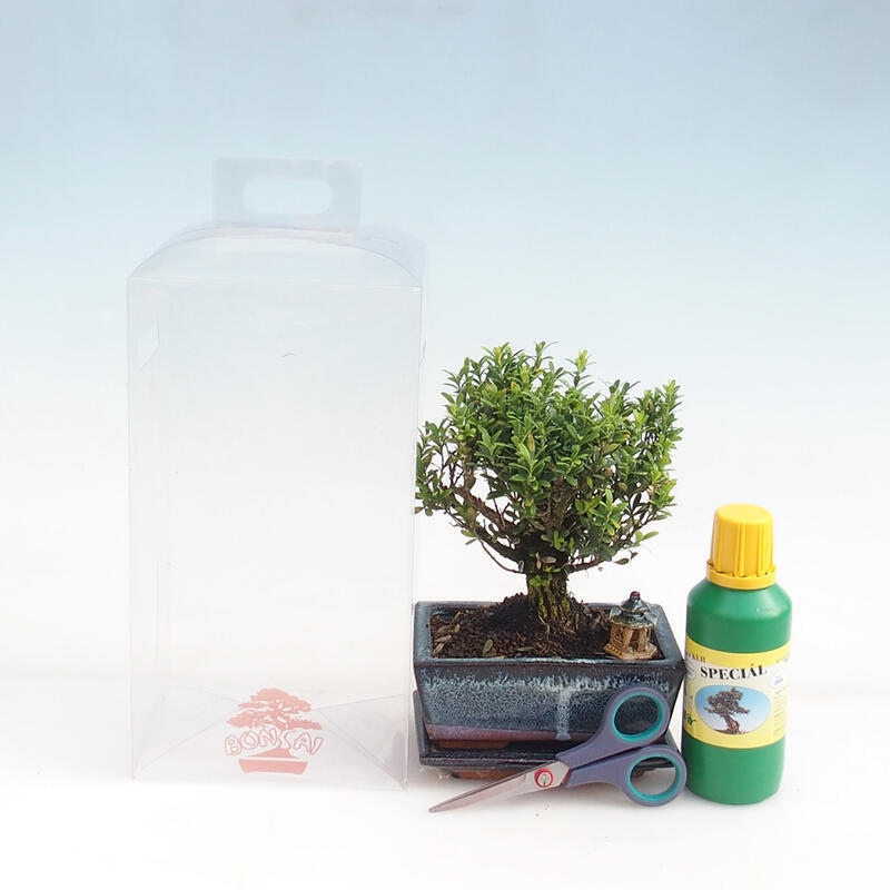 Zimmerbonsai in einer Geschenkbox für Jungen – Korkbuchsbaum – Buxus harlandii