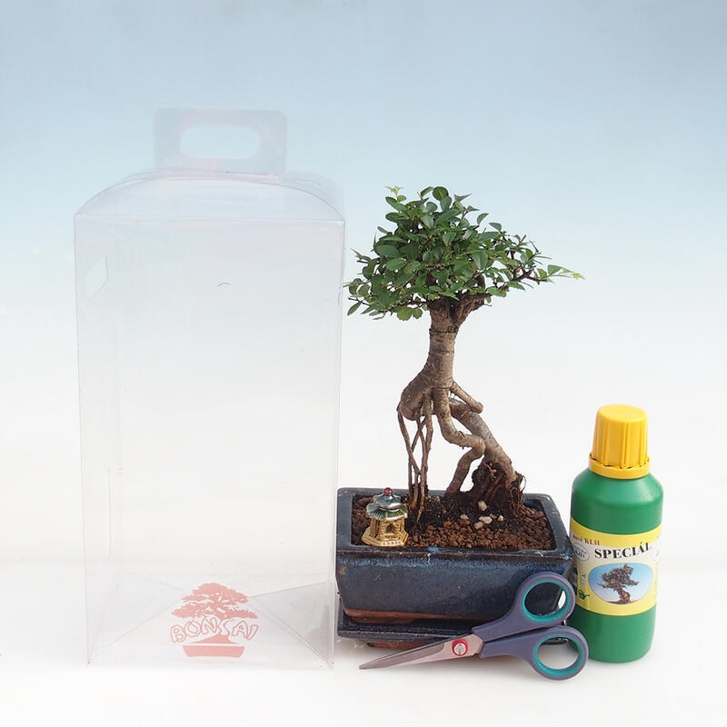 Zimmerbonsai in einer Geschenkbox für Jungen – Zimmerulme – Ulmus parvifolia