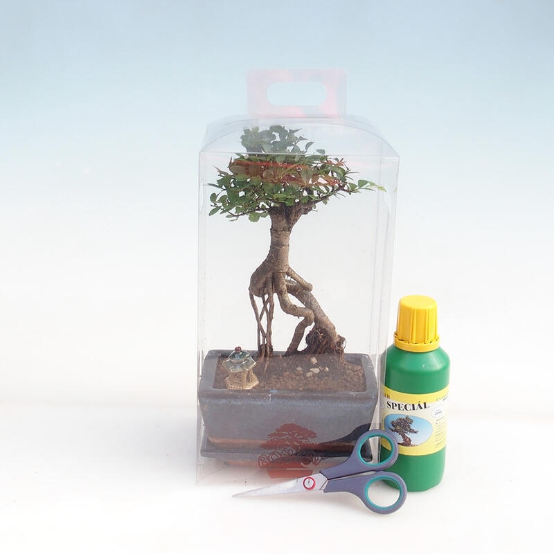 Zimmerbonsai in einer Geschenkbox für Jungen – Zimmerulme – Ulmus parvifolia