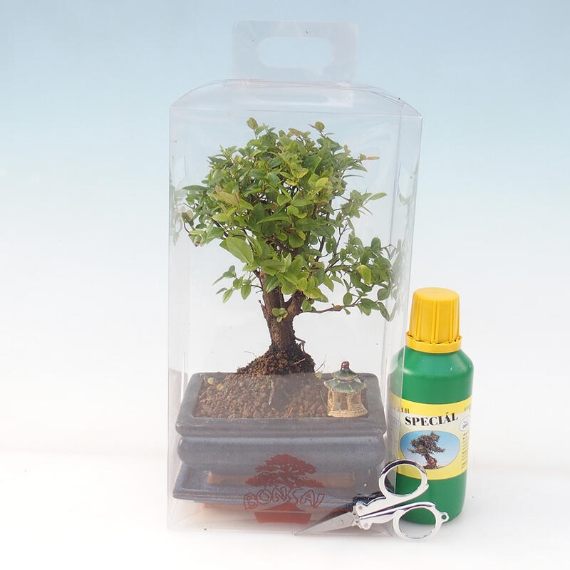 Zimmerbonsai in einer Geschenkbox - Sageretia thea