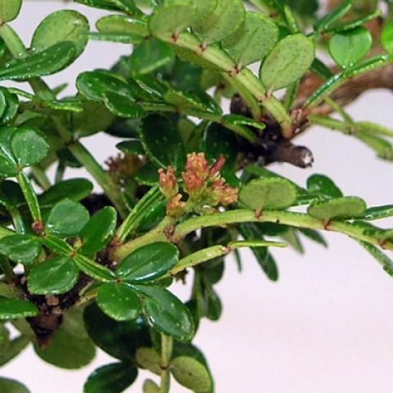 Indoor-Bonsai - Zantoxylum piperitum - Pfefferminze