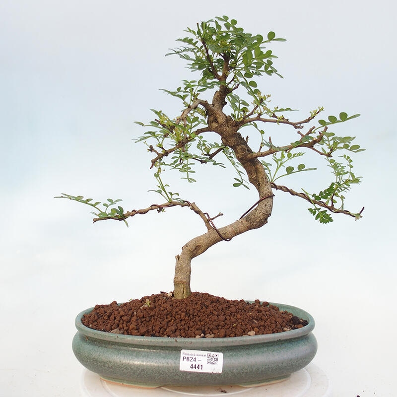 Zimmerbonsai - Zantoxylum piperitum - Pfefferminze