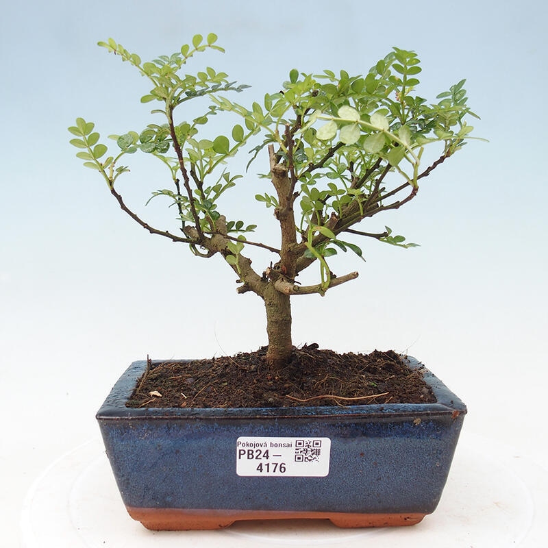 Indoor-Bonsai - Zantoxylum piperitum - Pfefferminze