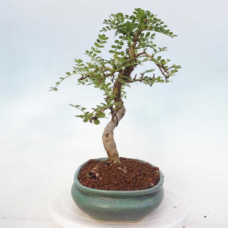 Zimmerbonsai - Zantoxylum piperitum - Pfefferminze