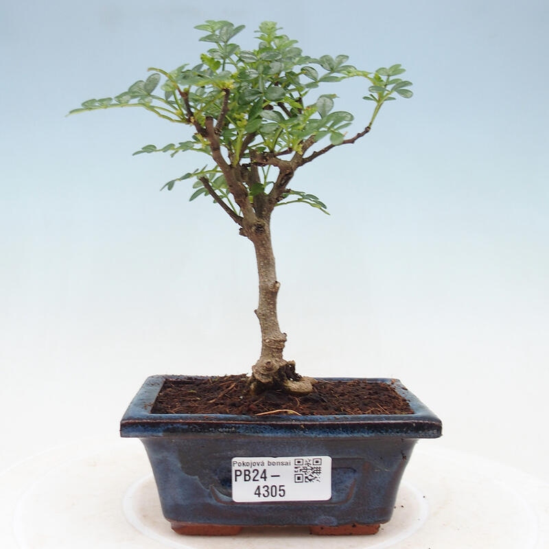 Zimmerbonsai  - Zantoxylum piperitum - Pfefferbaum