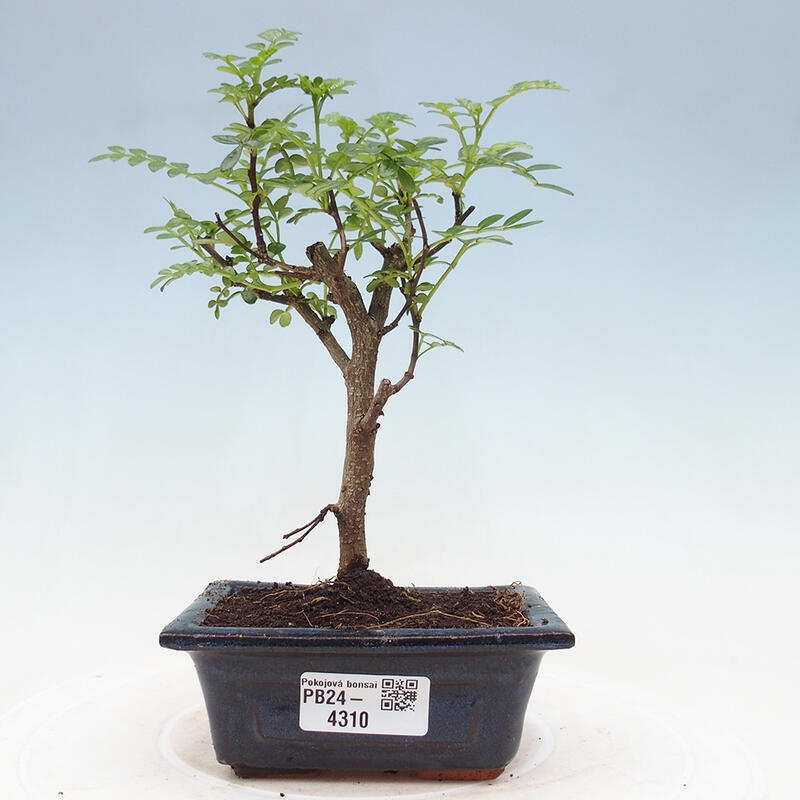 Zimmerbonsai  - Zantoxylum piperitum - Pfefferbaum