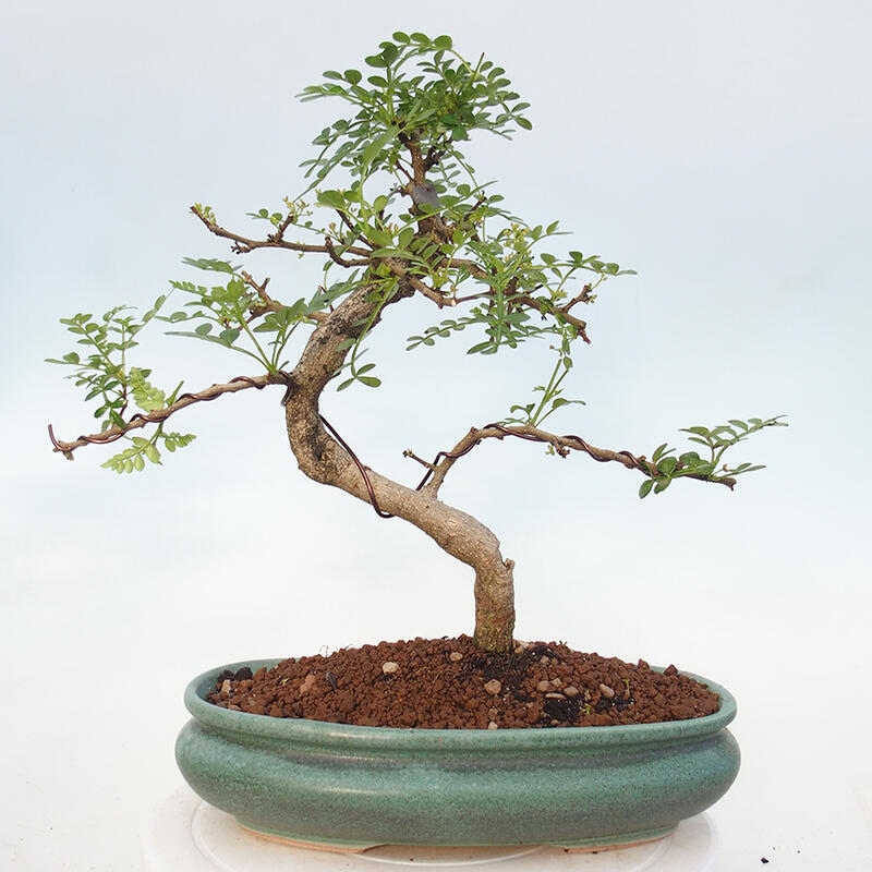 Zimmerbonsai - Zantoxylum piperitum - Pfefferminze