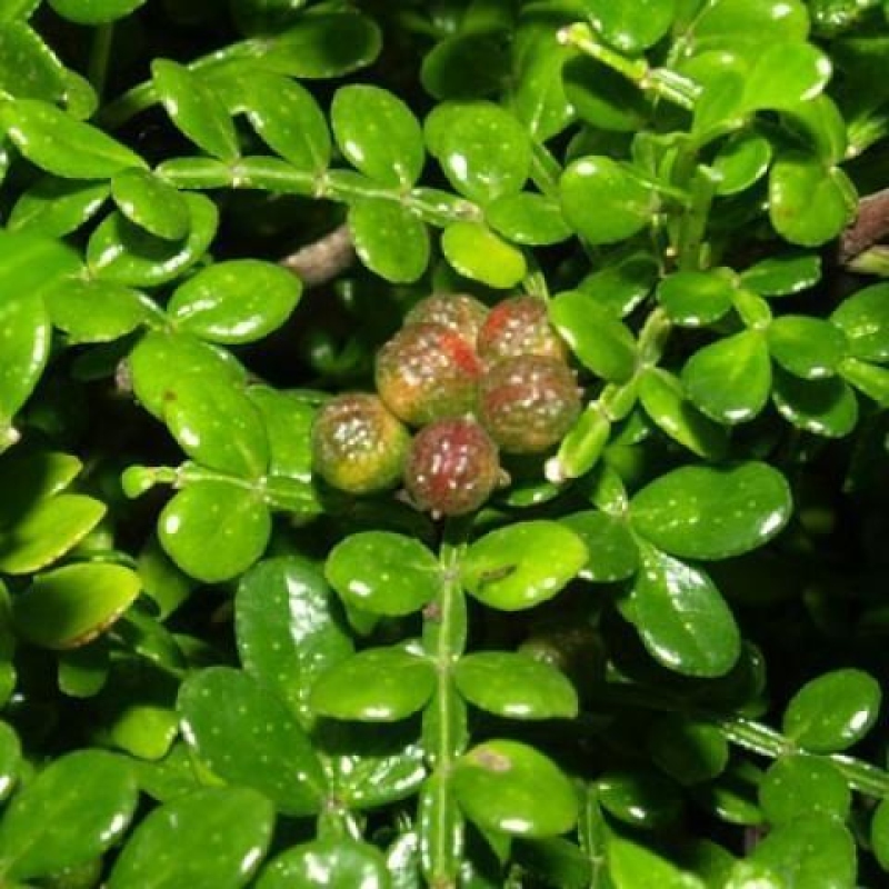 Indoor-Bonsai - Zantoxylum piperitum - Pfefferminze