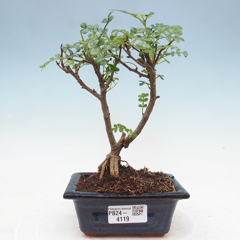 Zimmerbonsai  - Zantoxylum piperitum - Pfefferbaum