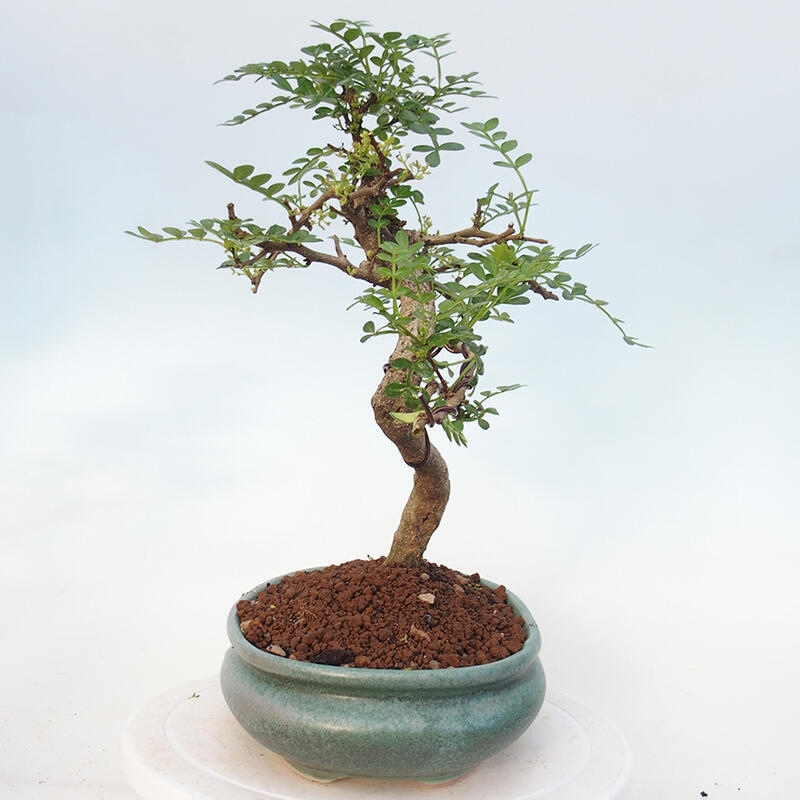 Zimmerbonsai - Zantoxylum piperitum - Pfefferminze