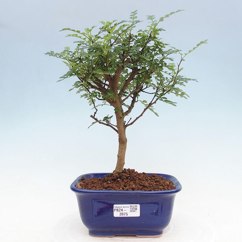 Zimmerbonsai - Zantoxylum piperitum - Pfefferbaum