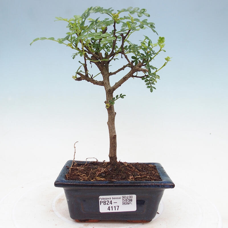 Zimmerbonsai  - Zantoxylum piperitum - Pfefferbaum