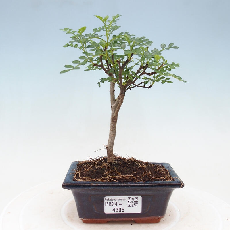 Zimmerbonsai  - Zantoxylum piperitum - Pfefferbaum