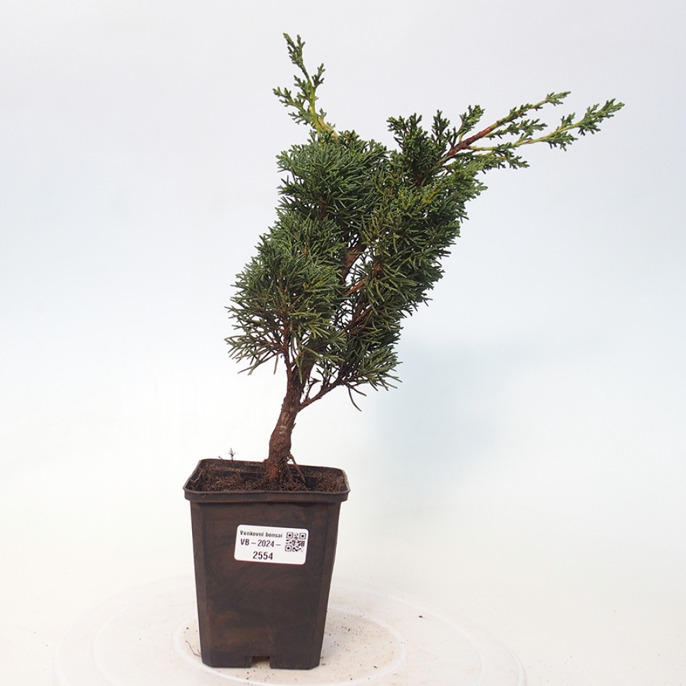 Outdoor-Bonsai - Juniperus chinensis Kishu - Chinesischer Wacholder