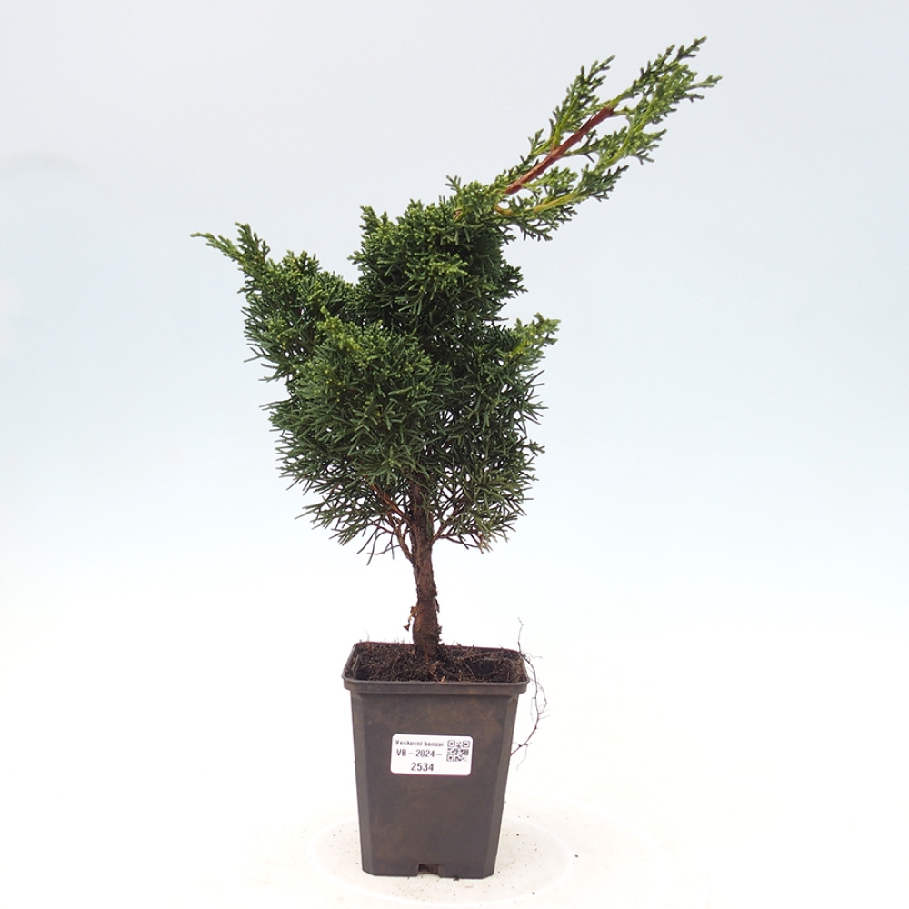 Outdoor-Bonsai - Juniperus chinensis Kishu - Chinesischer Wacholder