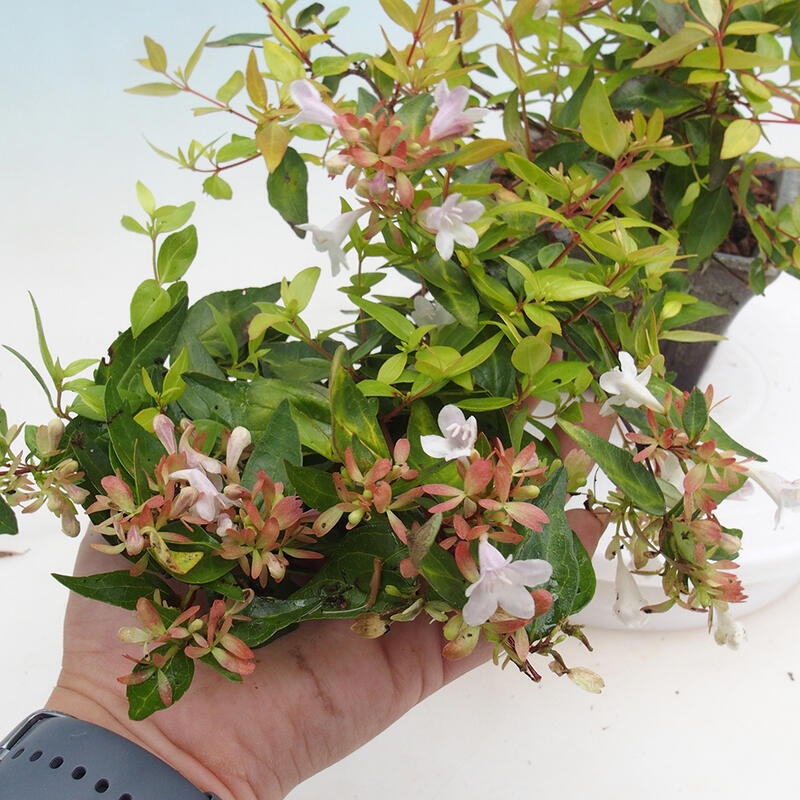 Bonsai im Freien - Abelia Grandiflora 'Francis Mason' - Abelia