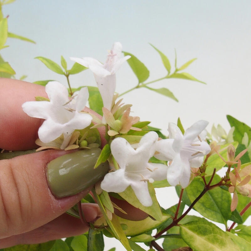 Bonsai im Freien - Abelia Grandiflora 'Francis Mason' - Abelia