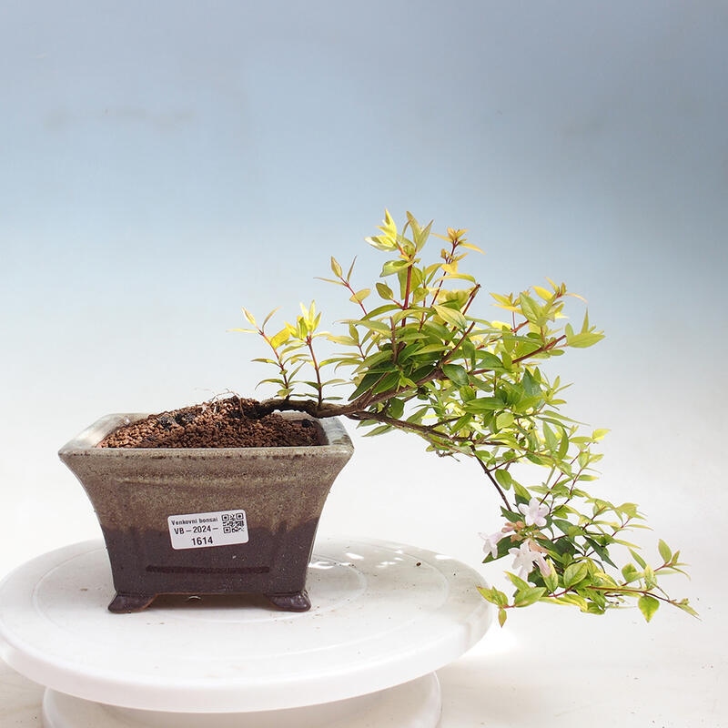 Bonsai im Freien - Abelia Grandiflora 'Francis Mason' - Abelia