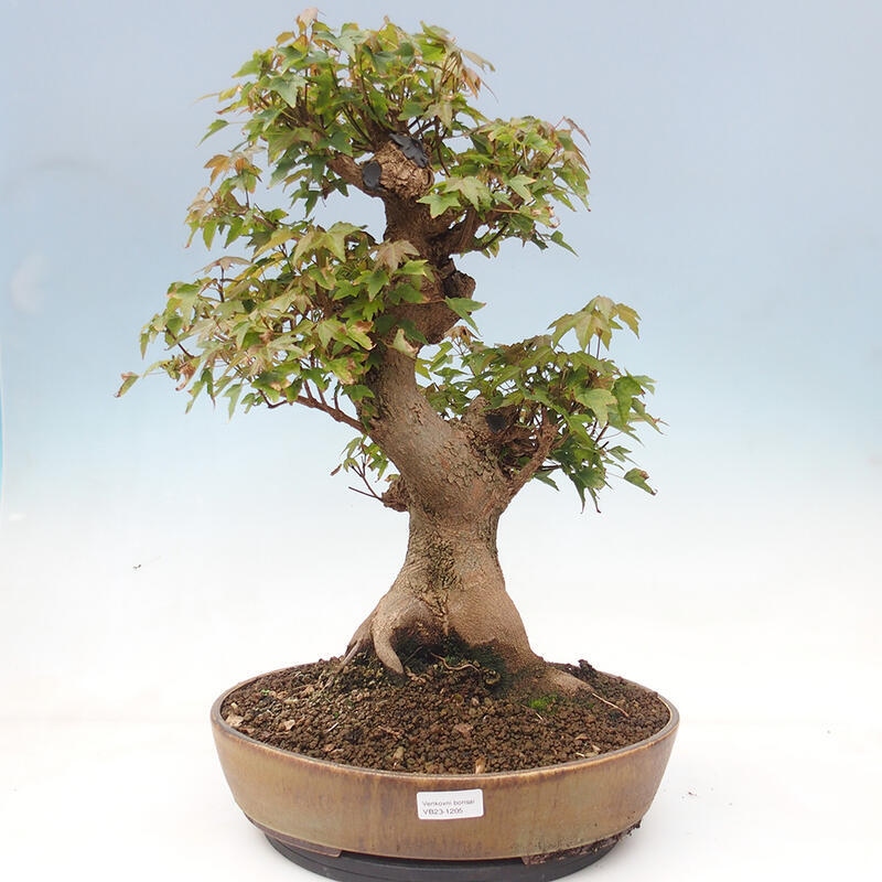 Bonsai im Freien - Ahorn Buergerianum - Burger Maple