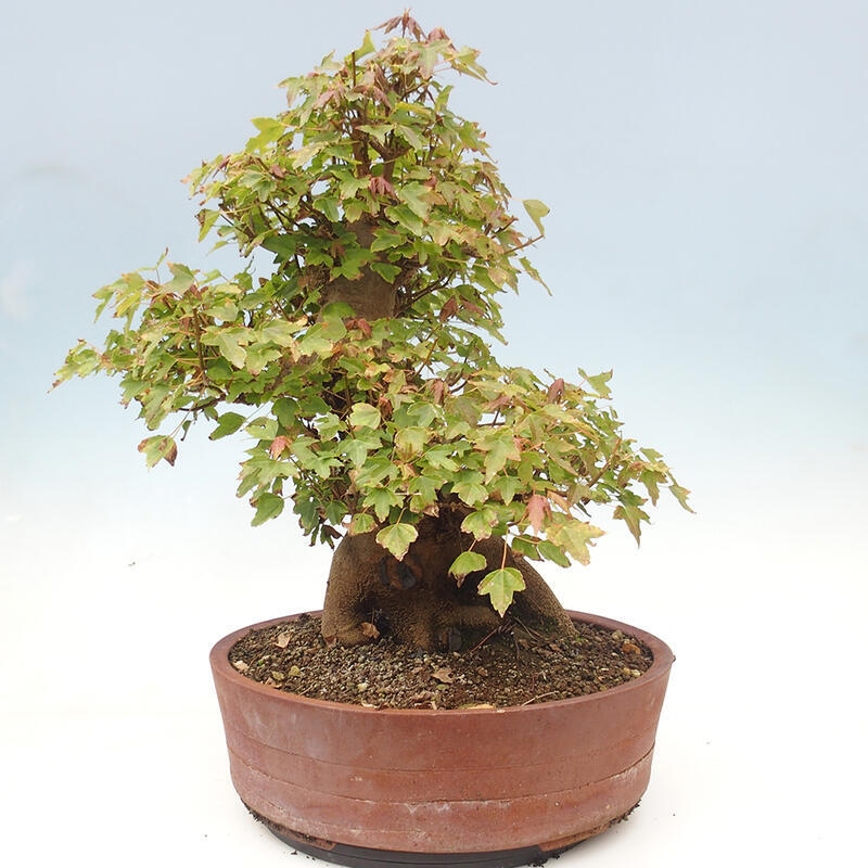 Bonsai im Freien - Ahorn Buergerianum - Burger Maple