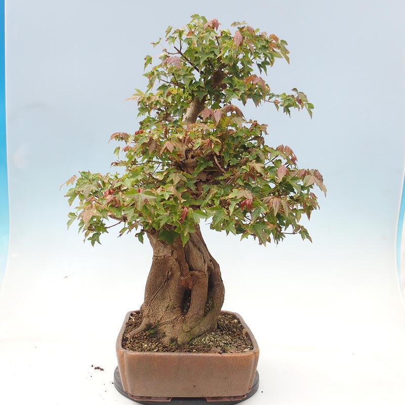 Bonsai im Freien - Ahorn Buergerianum - Burger Maple