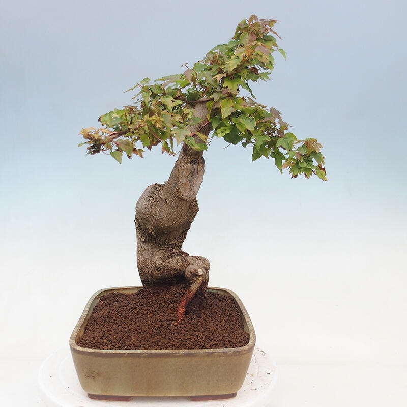 Bonsai im Freien - Ahorn Buergerianum - Burger Maple